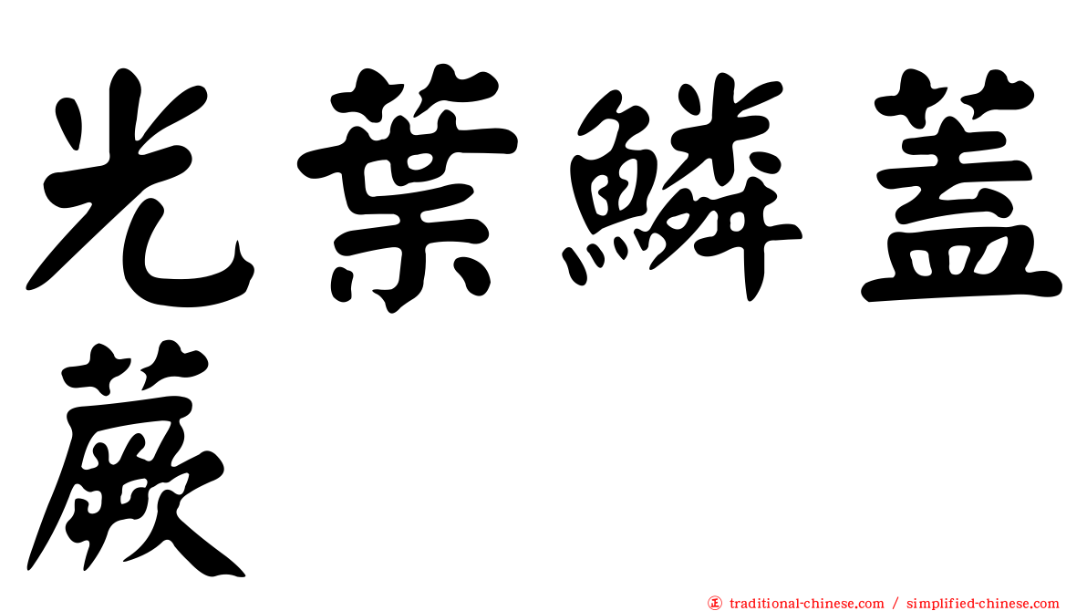光葉鱗蓋蕨