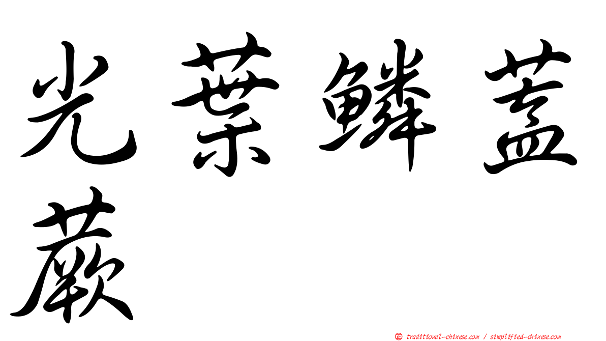 光葉鱗蓋蕨
