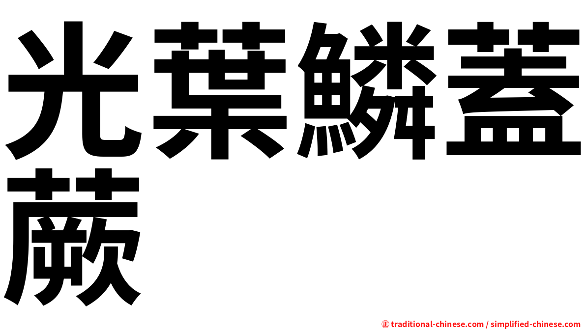 光葉鱗蓋蕨