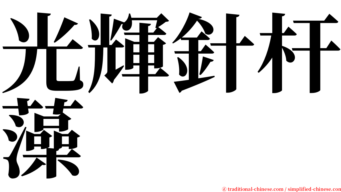 光輝針杆藻 serif font