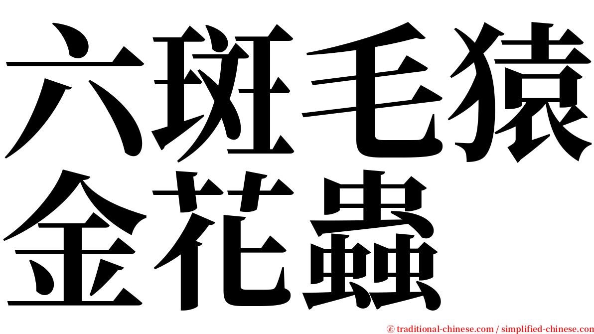 六斑毛猿金花蟲 serif font