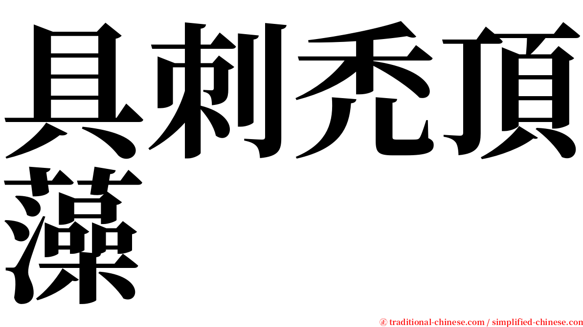 具刺禿頂藻 serif font