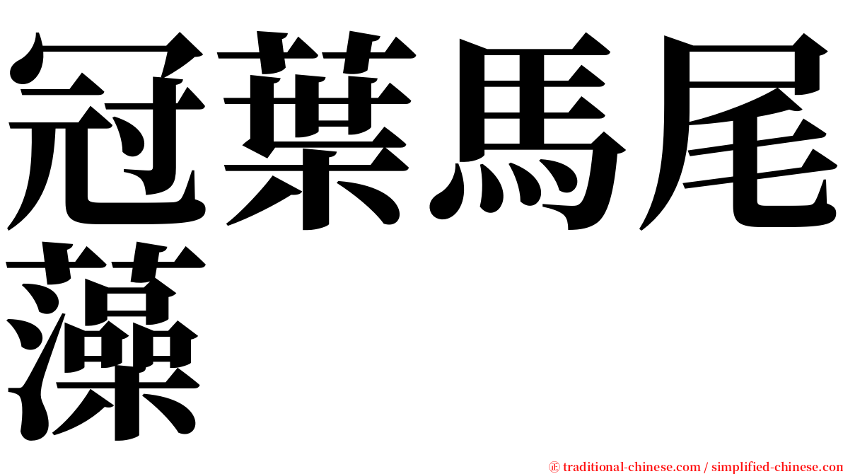 冠葉馬尾藻 serif font