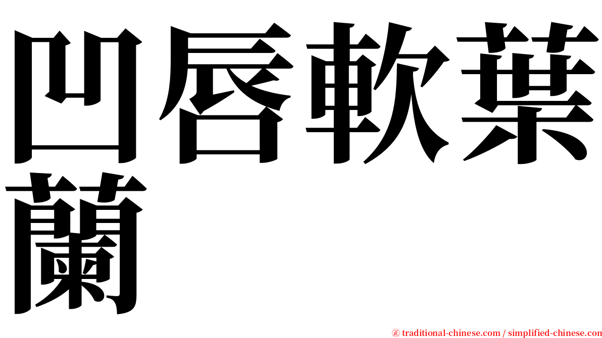 凹唇軟葉蘭 serif font