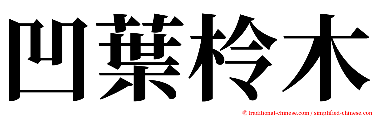 凹葉柃木 serif font