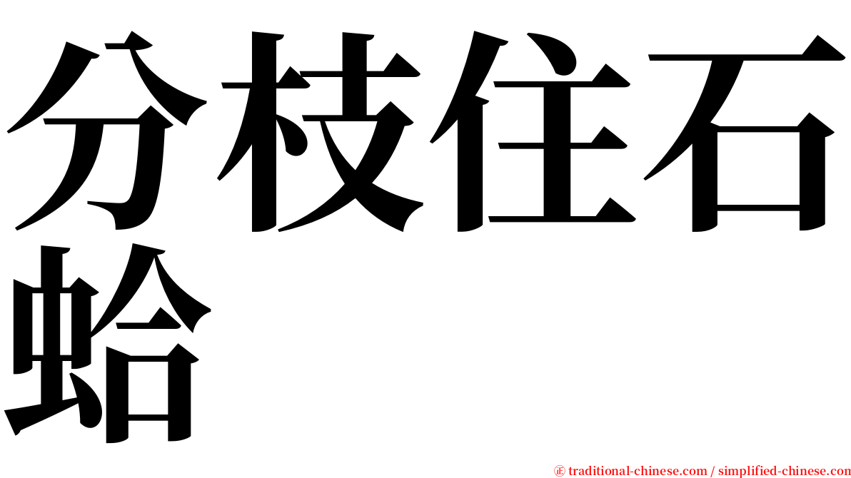 分枝住石蛤 serif font