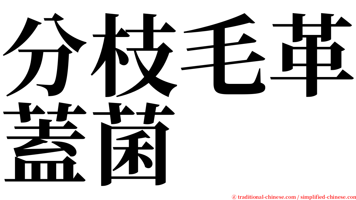 分枝毛革蓋菌 serif font