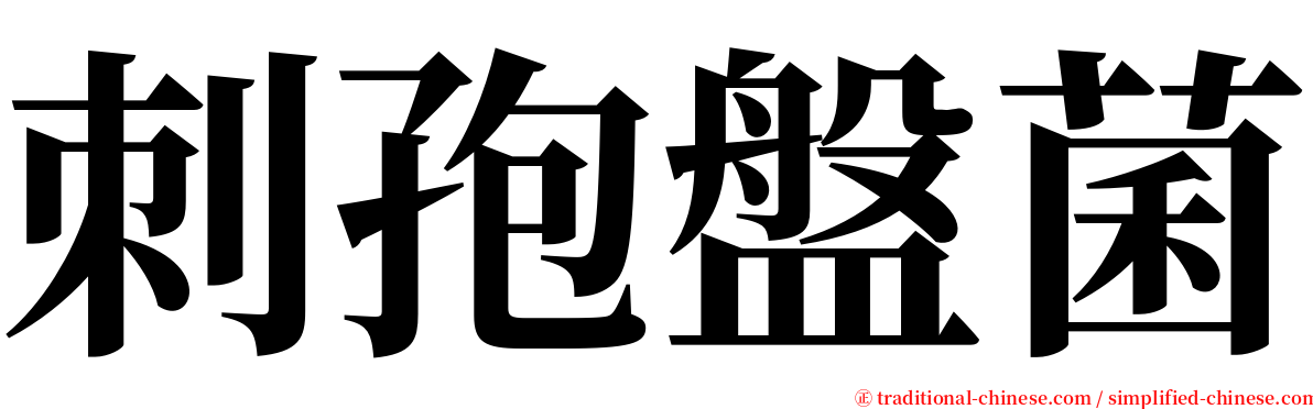 刺孢盤菌 serif font