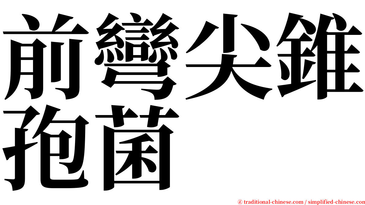 前彎尖錐孢菌 serif font