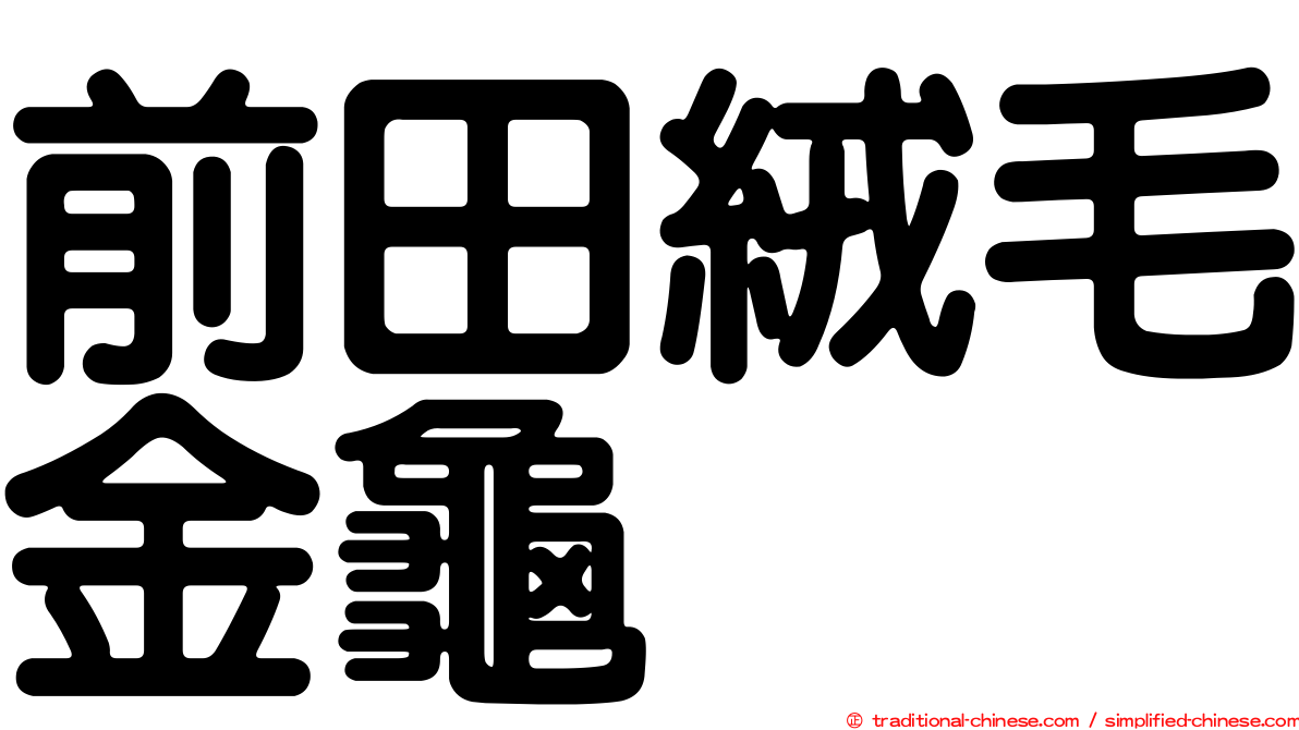 前田絨毛金龜