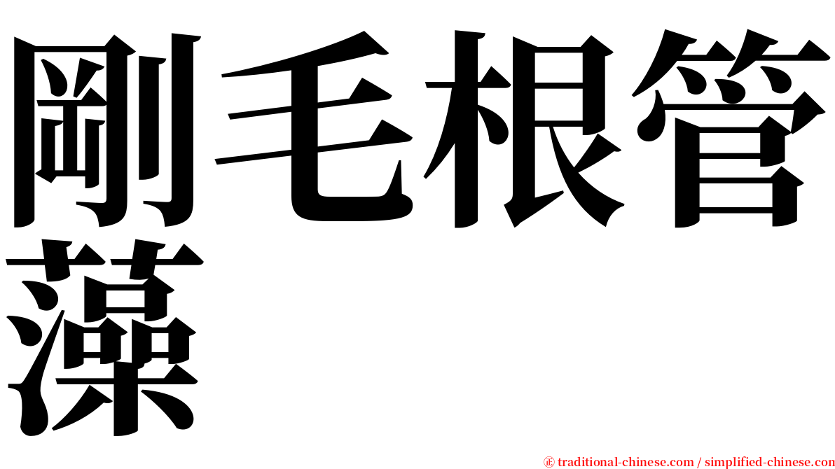 剛毛根管藻 serif font