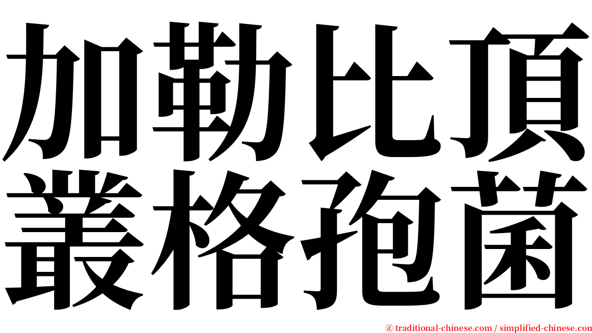 加勒比頂叢格孢菌 serif font