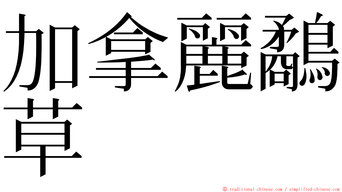 加拿麗鷸草 ming font