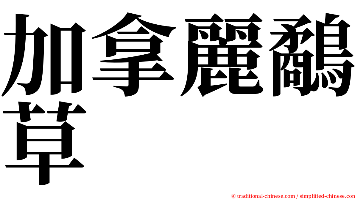 加拿麗鷸草 serif font