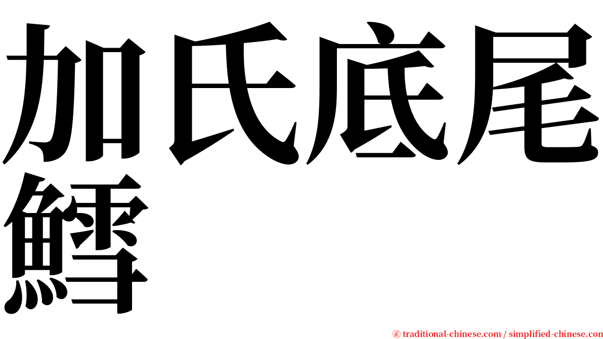 加氏底尾鱈 serif font