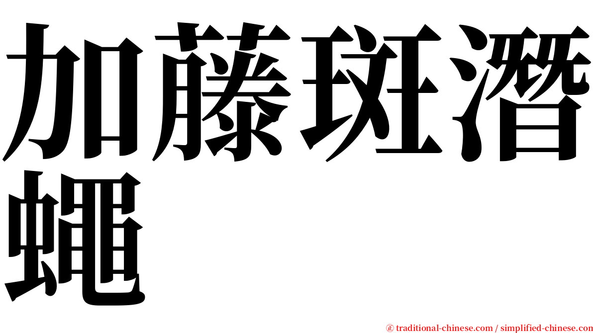 加藤斑潛蠅 serif font