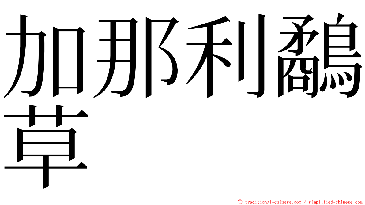 加那利鷸草 ming font