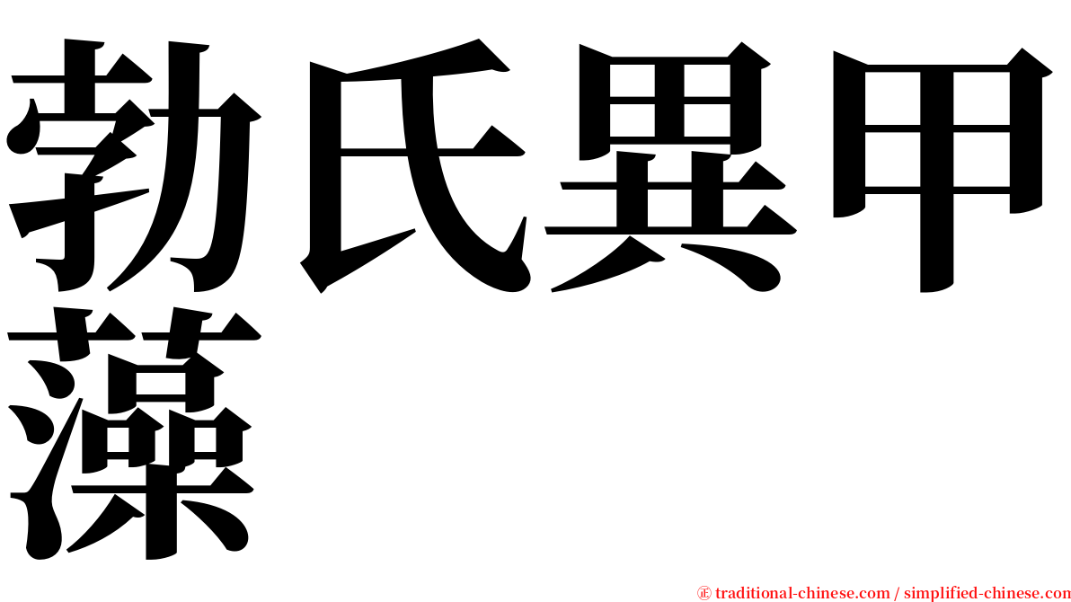 勃氏異甲藻 serif font