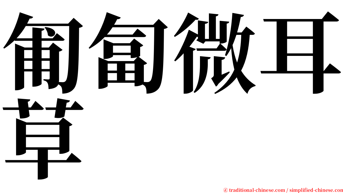 匍匐微耳草 serif font