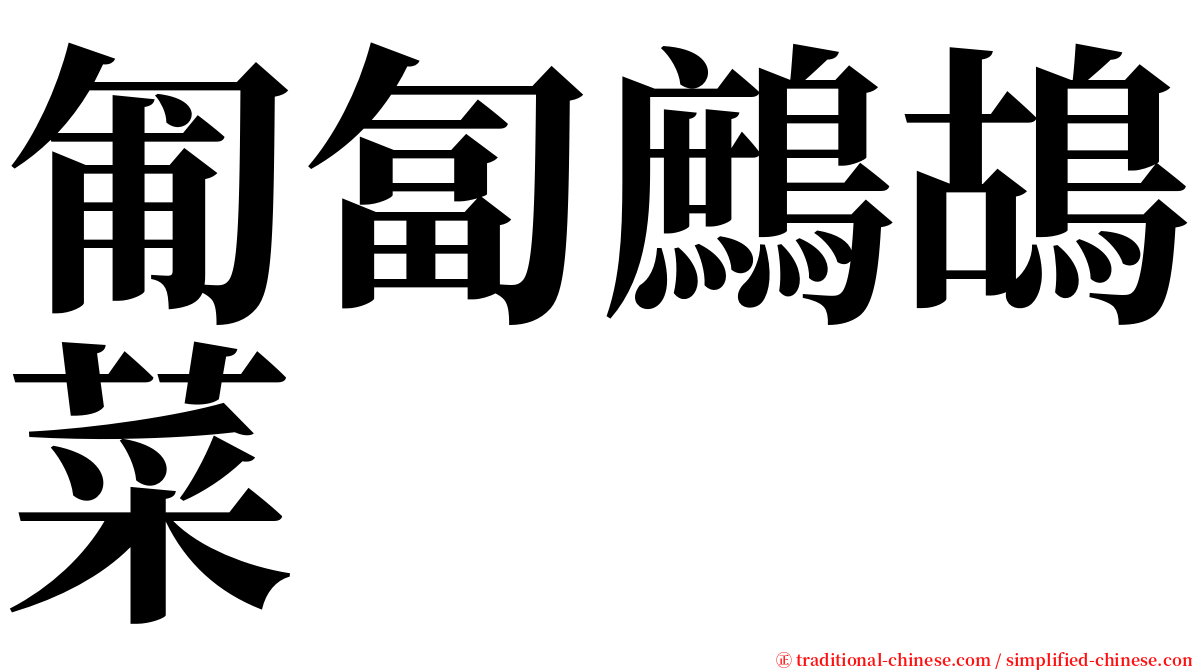 匍匐鷓鴣菜 serif font