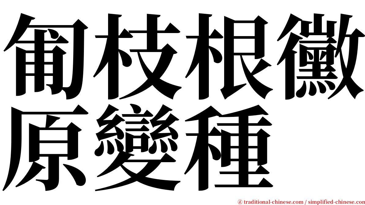 匍枝根黴原變種 serif font