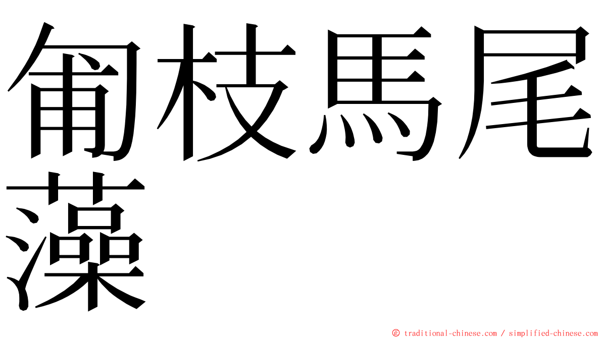 匍枝馬尾藻 ming font