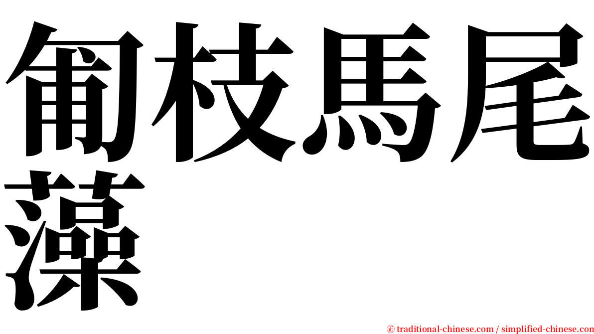 匍枝馬尾藻 serif font