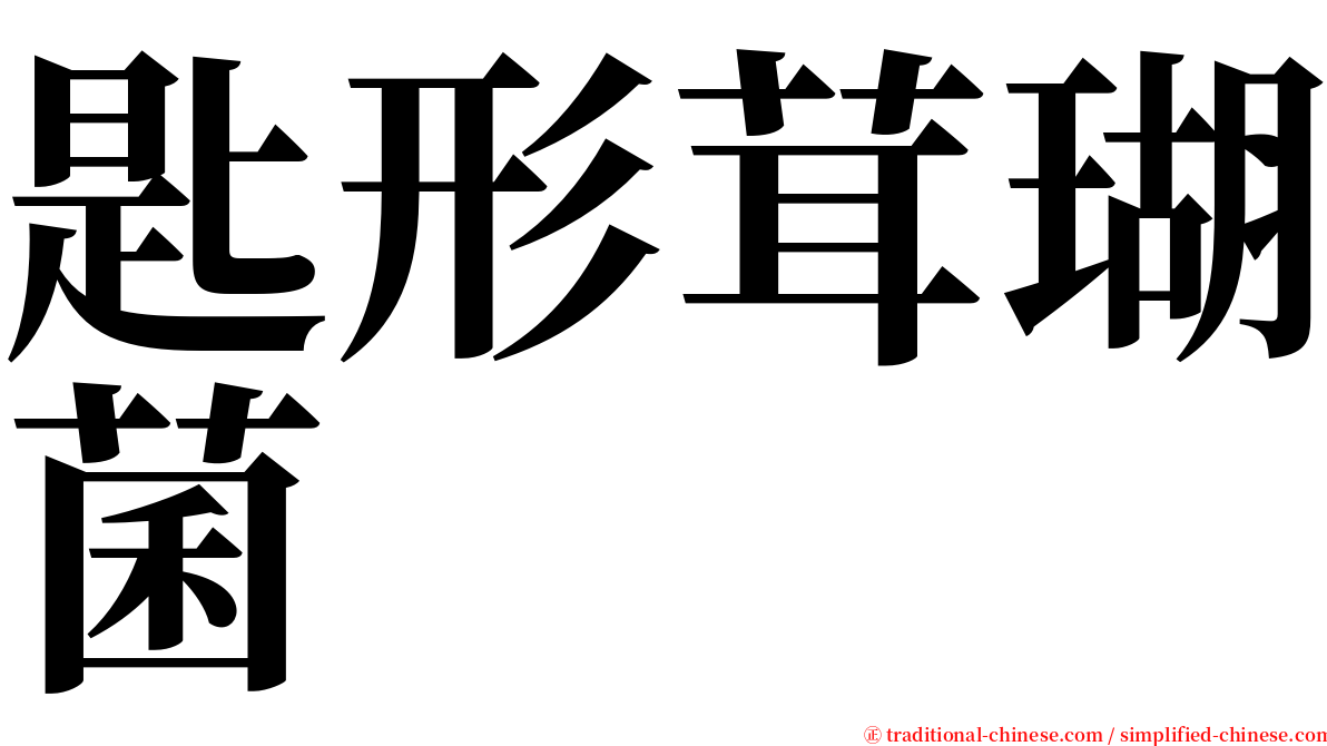 匙形茸瑚菌 serif font