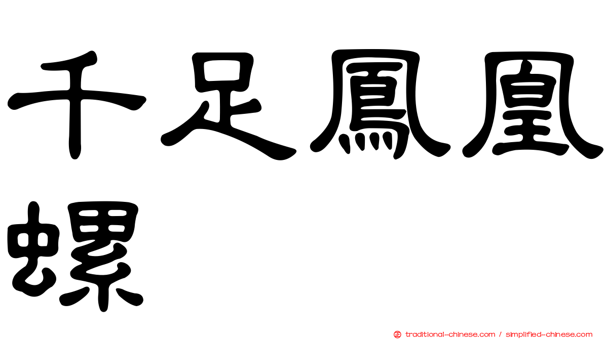 千足鳳凰螺