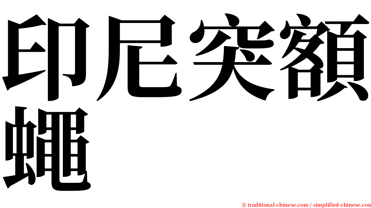 印尼突額蠅 serif font