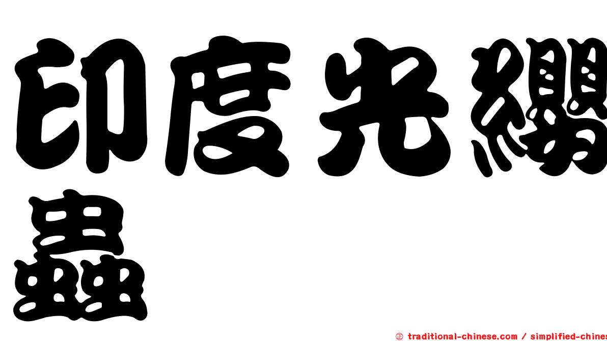 印度光纓蟲