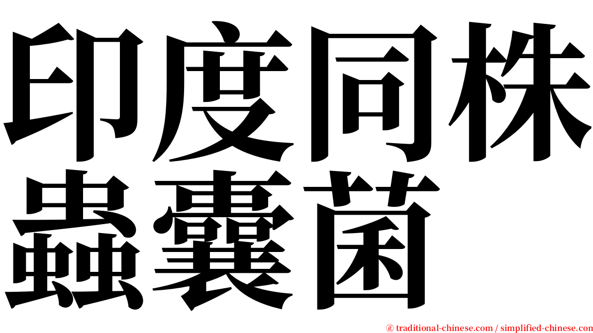 印度同株蟲囊菌 serif font
