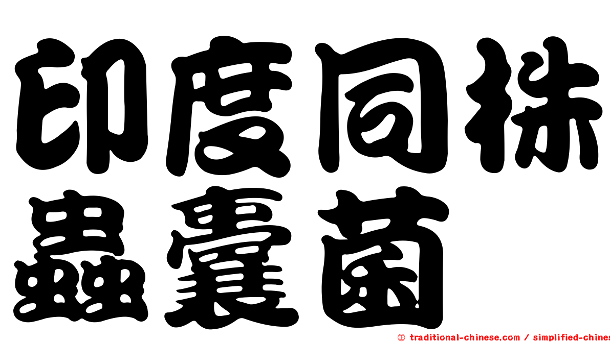 印度同株蟲囊菌