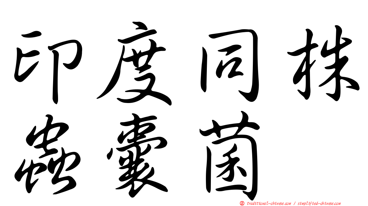 印度同株蟲囊菌