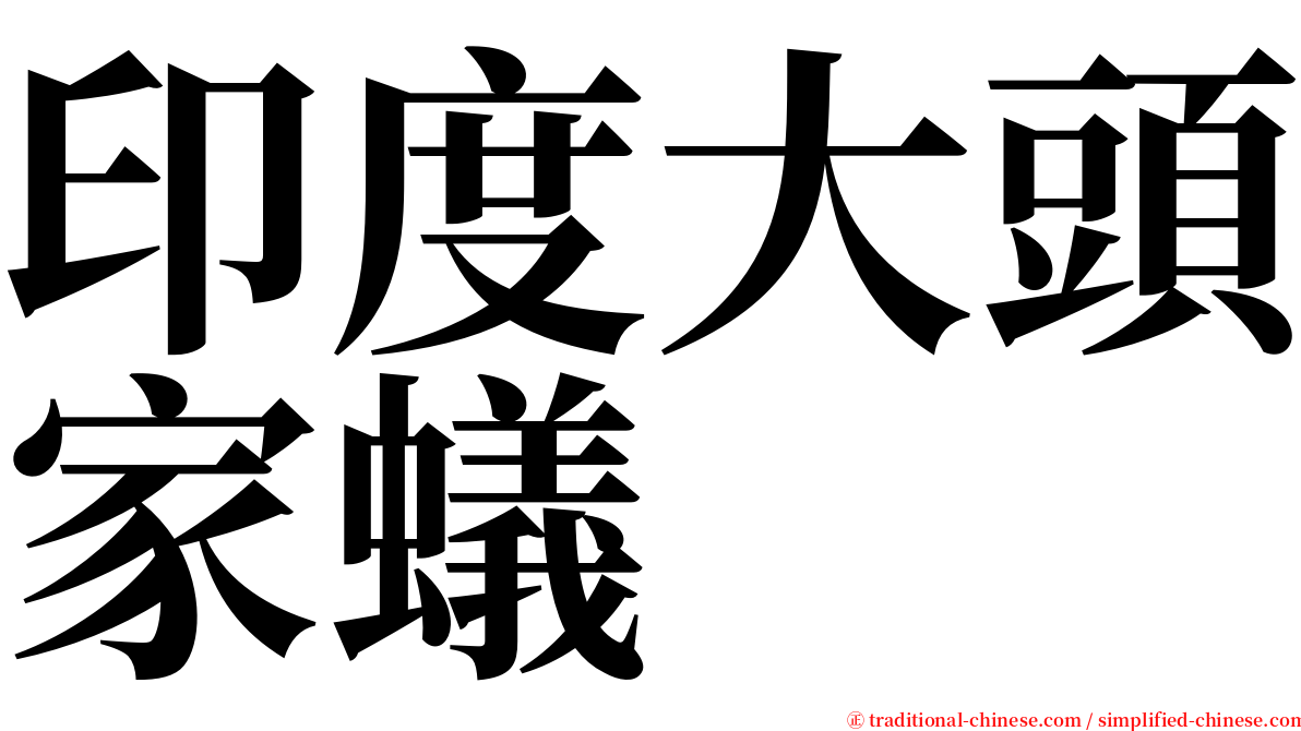 印度大頭家蟻 serif font