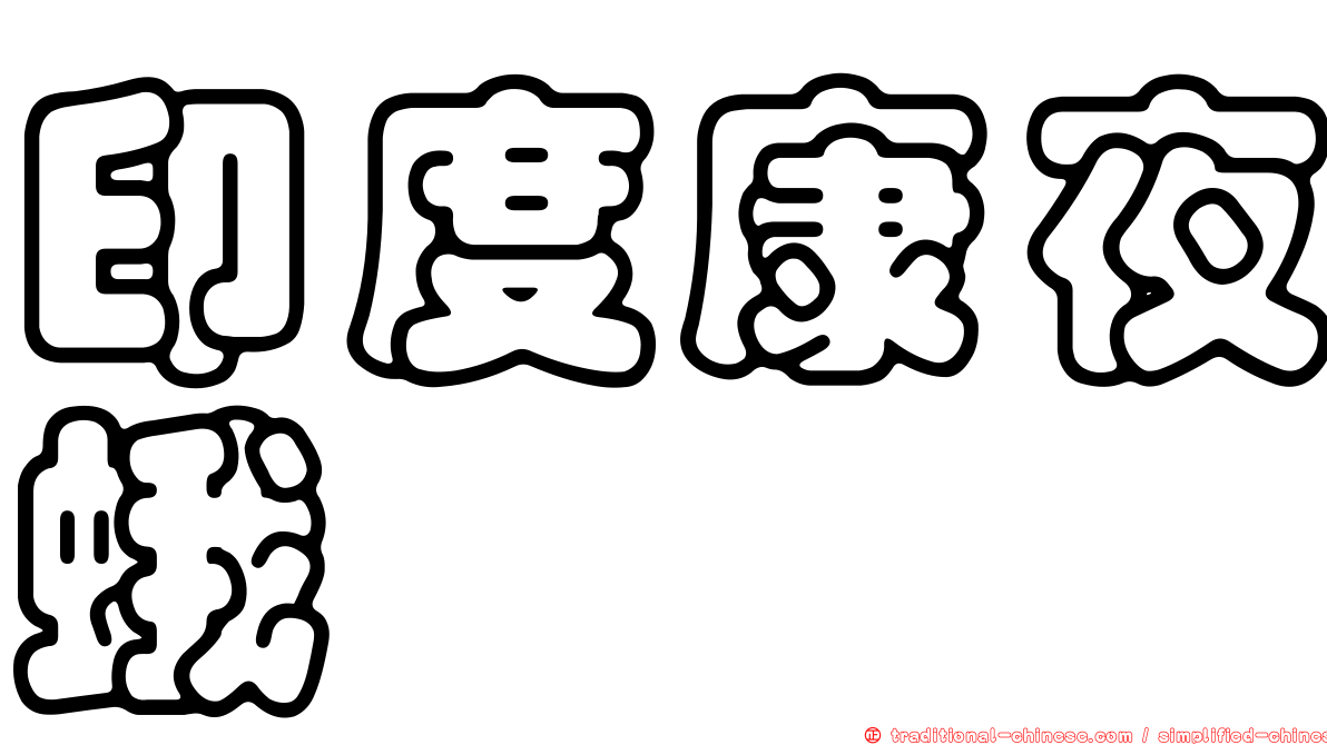印度康夜蛾