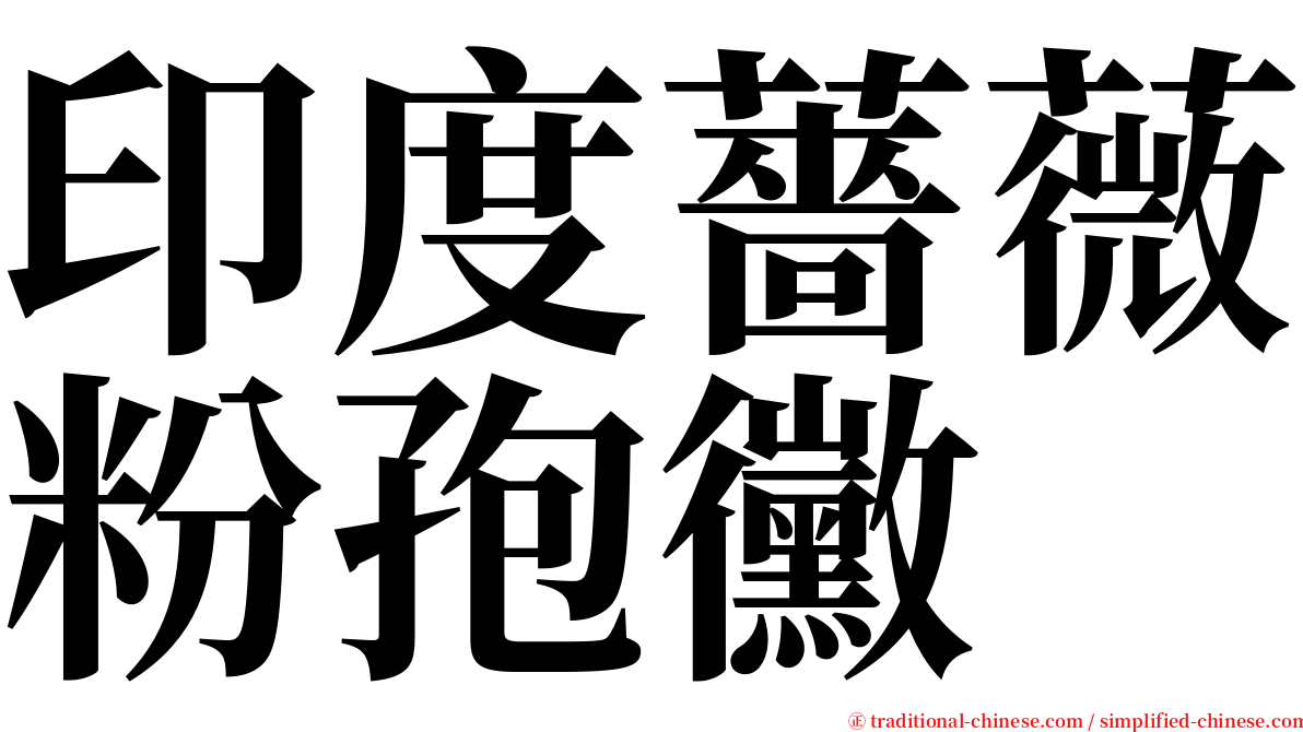 印度薔薇粉孢黴 serif font