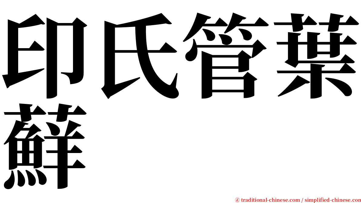 印氏管葉蘚 serif font