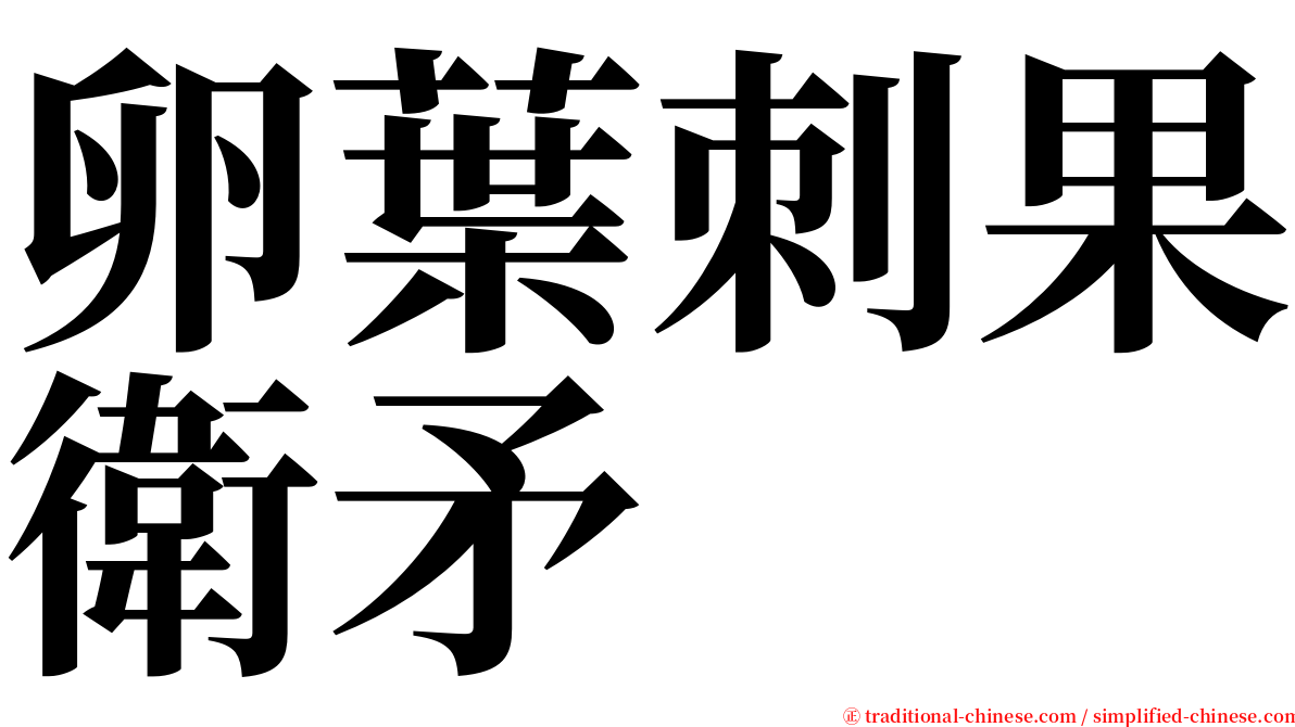 卵葉刺果衛矛 serif font