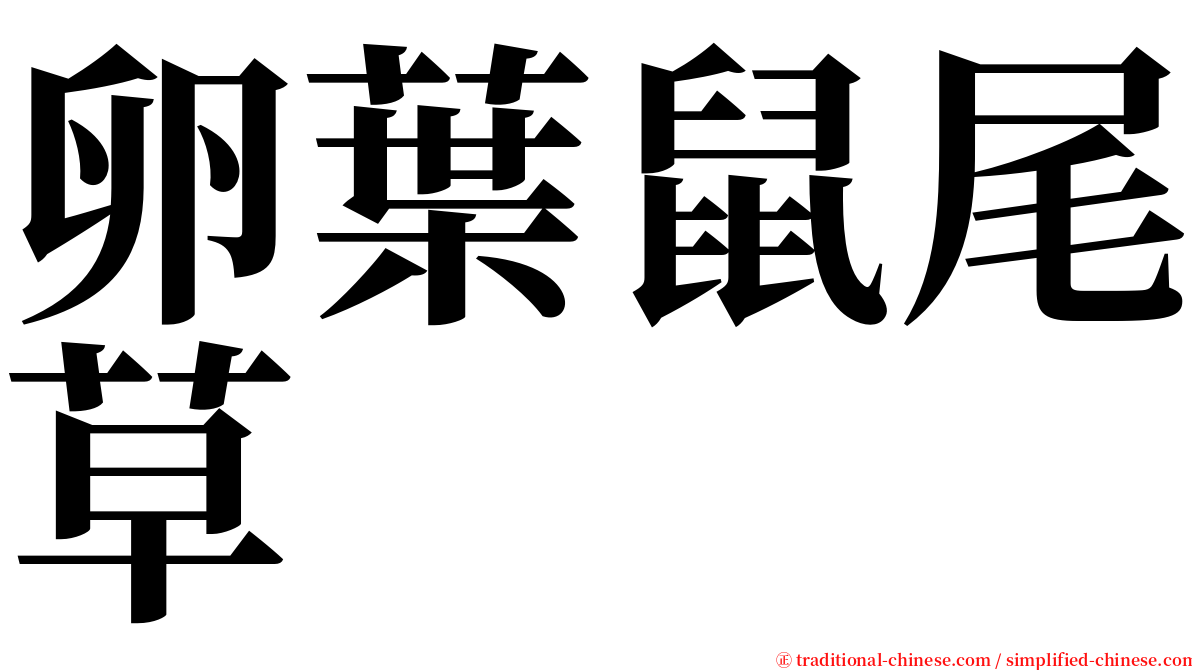 卵葉鼠尾草 serif font