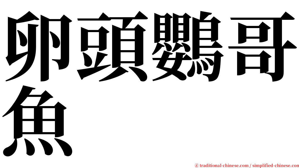 卵頭鸚哥魚 serif font