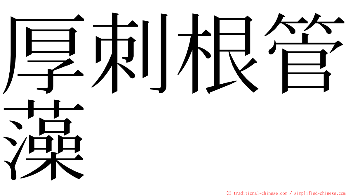 厚刺根管藻 ming font