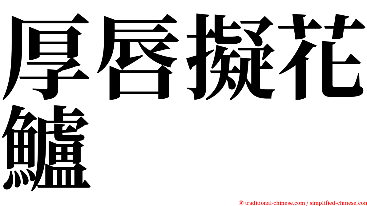 厚唇擬花鱸 serif font