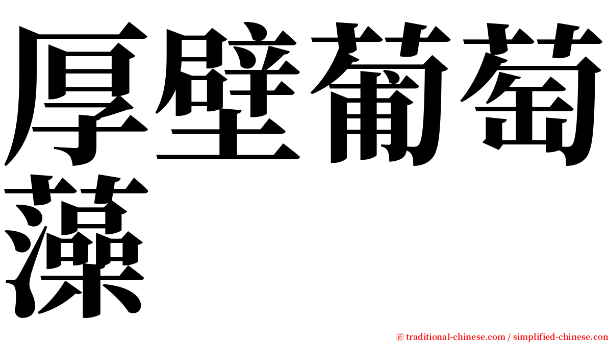 厚壁葡萄藻 serif font