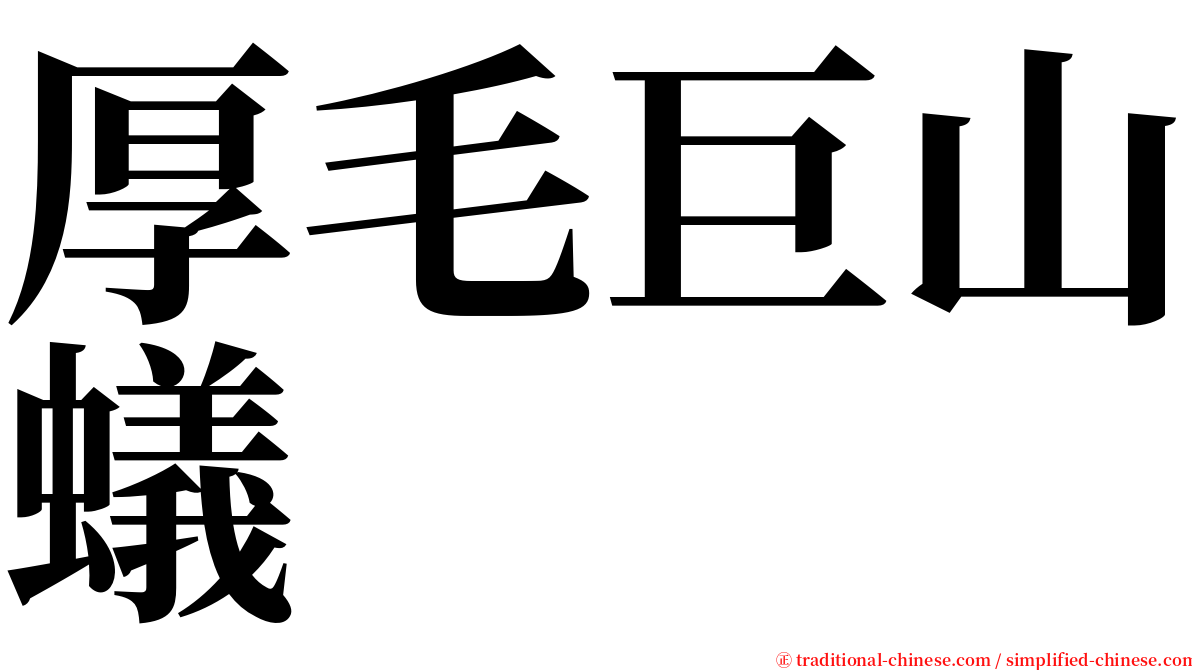 厚毛巨山蟻 serif font