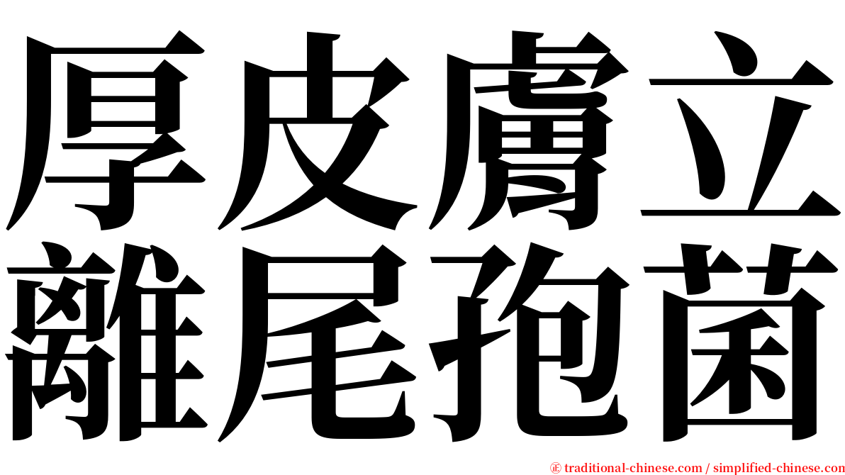 厚皮膚立離尾孢菌 serif font