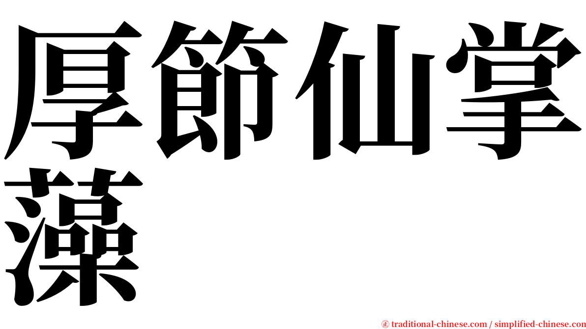 厚節仙掌藻 serif font