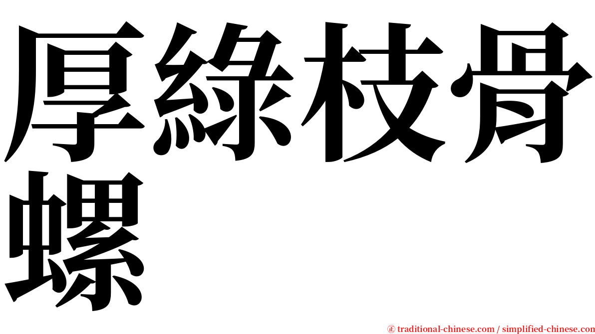 厚綠枝骨螺 serif font