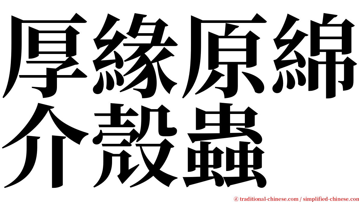 厚緣原綿介殼蟲 serif font