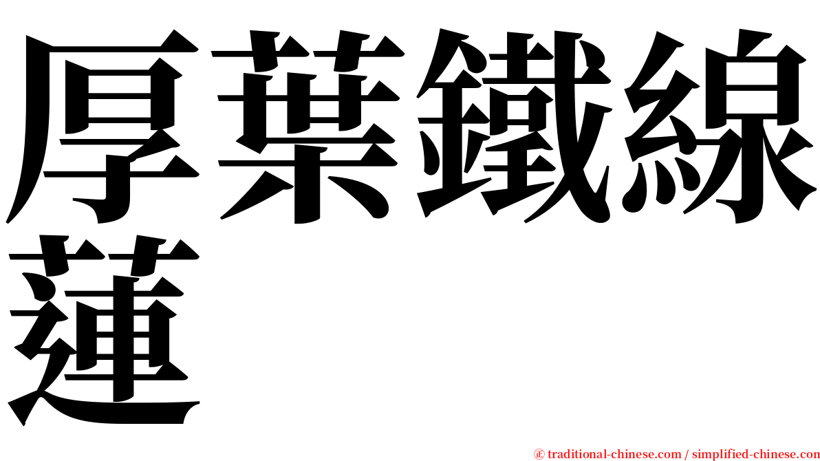 厚葉鐵線蓮 serif font